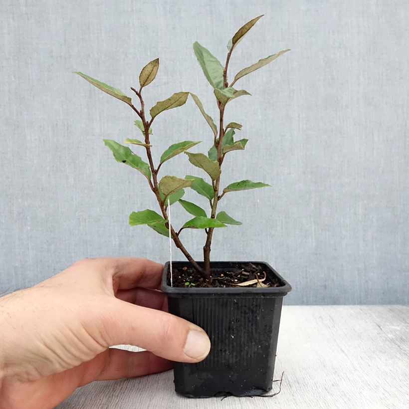 Esimerkki syksyllä toimitetusta Elaeagnus ebbingei - Chalef de Ebbing Godet de 8/9 cm-taimesta