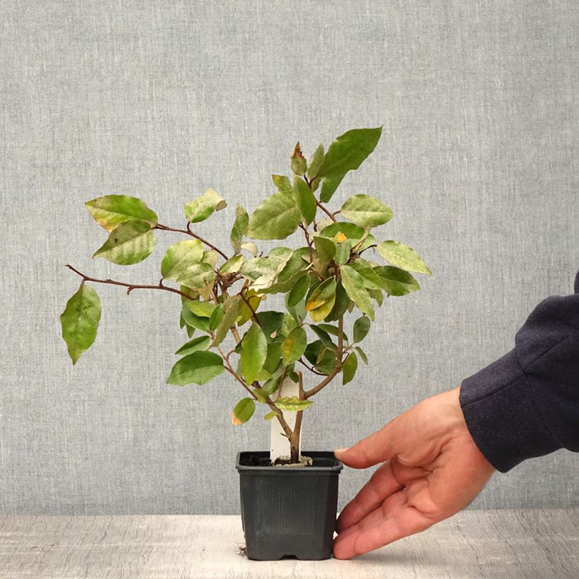 Esimerkki keväällä toimitetusta Hopeapensas - Elaeagnus ebbingei Taimiruukku 8/9 cm-taimesta