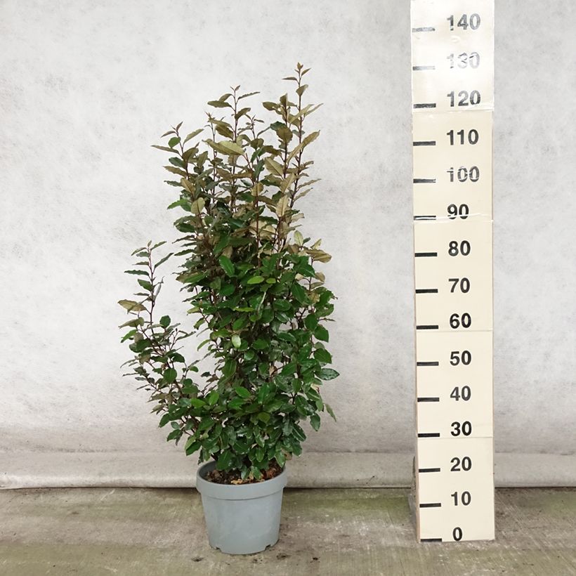 Esimerkki kesällä toimitetusta Hopeapensas Compacta Pot de 7,5L/10L-taimesta