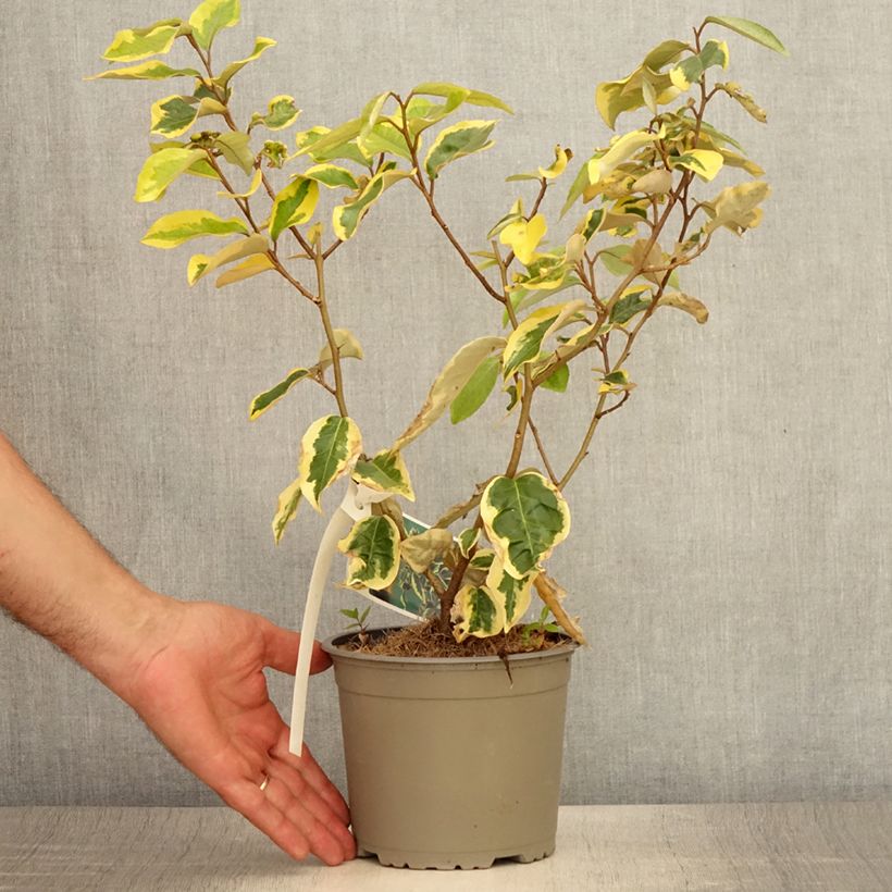 Esimerkki kesällä toimitetusta Hopeapensas Gilt Edge Ruukku 2L / 3L-taimesta