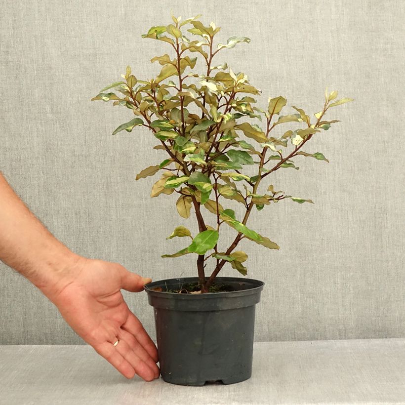 Esimerkki kesällä toimitetusta Hopeapensas Limelight Pot de 2L/3L-taimesta