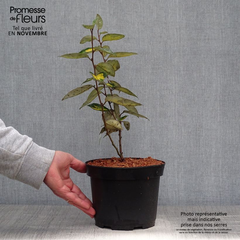 Esimerkki syksyllä toimitetusta Elaeagnus ebbingei Limelight - Chalef de Ebbing Pot de 2L/3L-taimesta