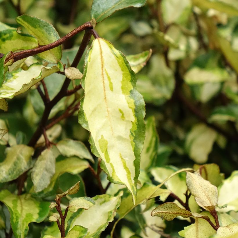 Hopeapensas Maryline (abrela) (Lehvistö)