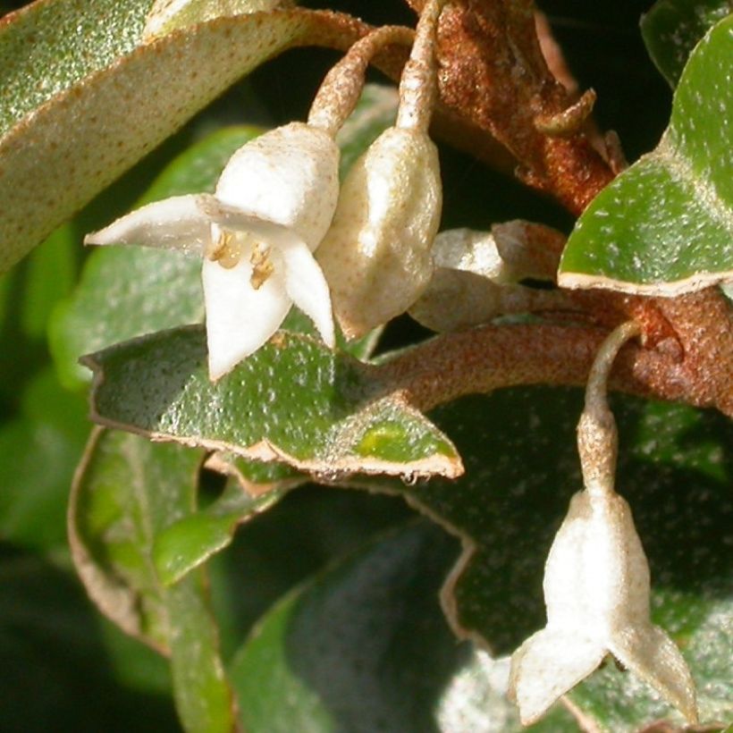 Poimukilsepensas Maculata (Kukinta)