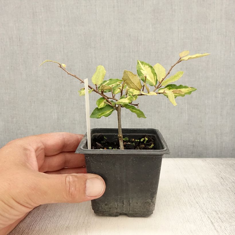 Esimerkki kesällä toimitetusta Poimukilsepensas Maculata Taimiruukku 8/9 cm-taimesta