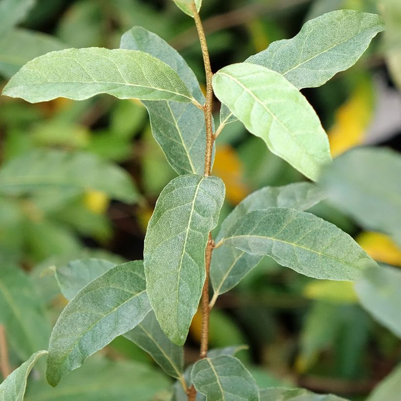Sarjahopeapensas Pointilla Amoroso (Lehvistö)