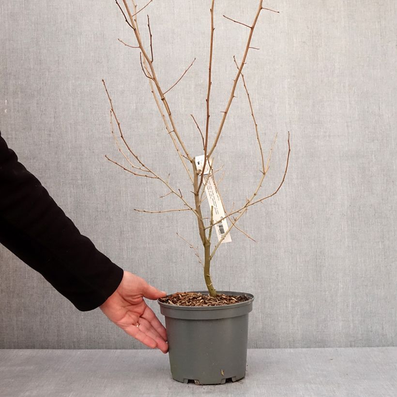 Esimerkki talvella toimitetusta Elaeagnus umbellata - Chalef d'automne Pot de 3L/4L-taimesta