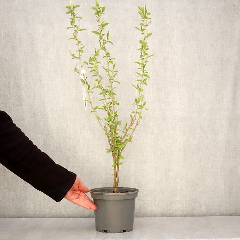 Esimerkki keväällä toimitetusta Sarjahopeapensas - Elaeagnus umbellata Ruukku 3L / 4L-taimesta