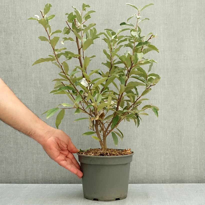 Esimerkki kesällä toimitetusta Sarjahopeapensas - Elaeagnus umbellata 3 litran/4 litran ruukku-taimesta