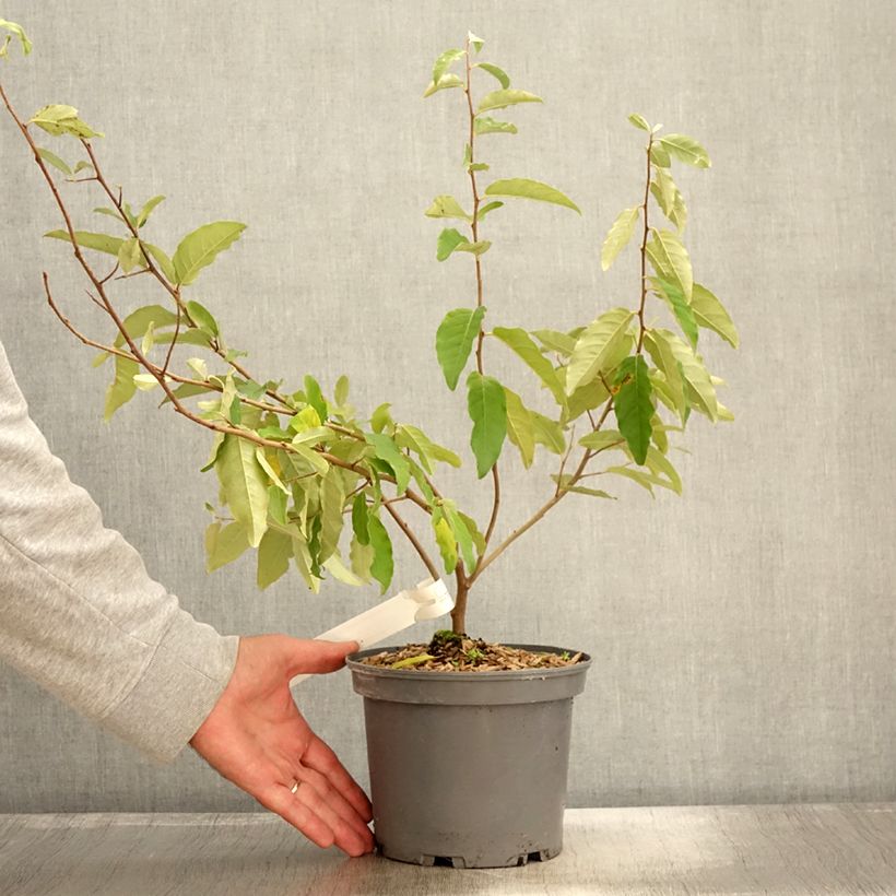 Esimerkki syksyllä toimitetusta Elaeagnus umbellata Fortunella - Goumi du Japon Pot de 2L/3L-taimesta