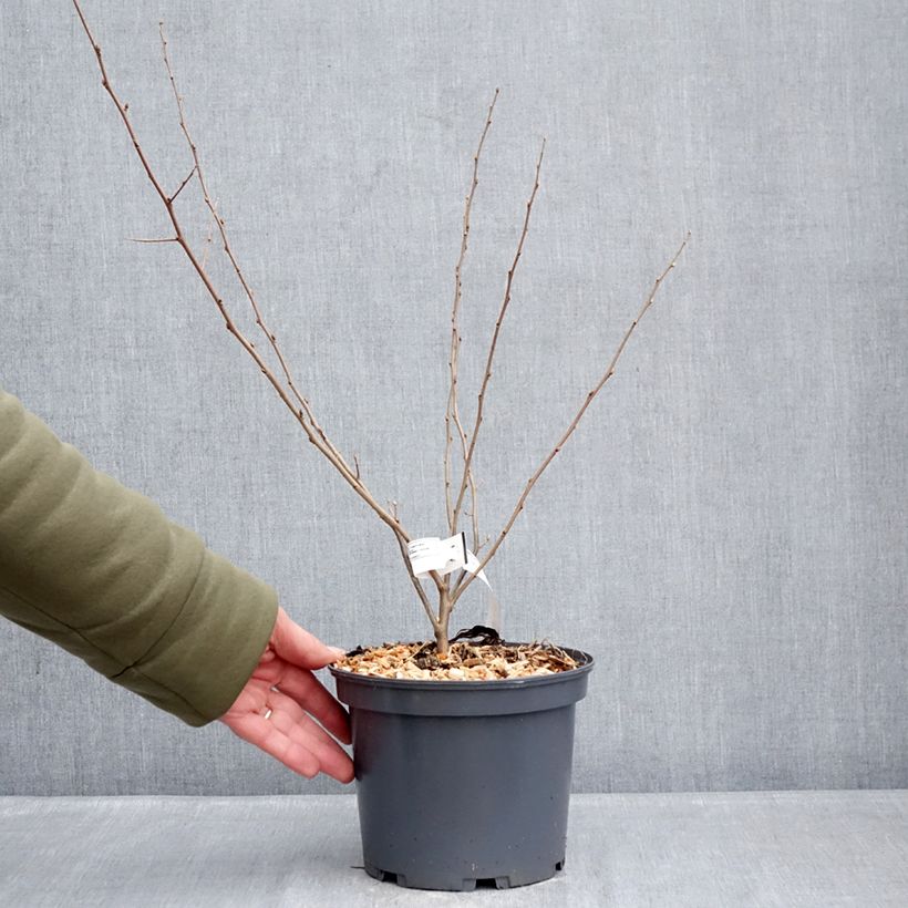 Esimerkki talvella toimitetusta Sarjahopeapensas Fortunella Pot de 2L/3L-taimesta