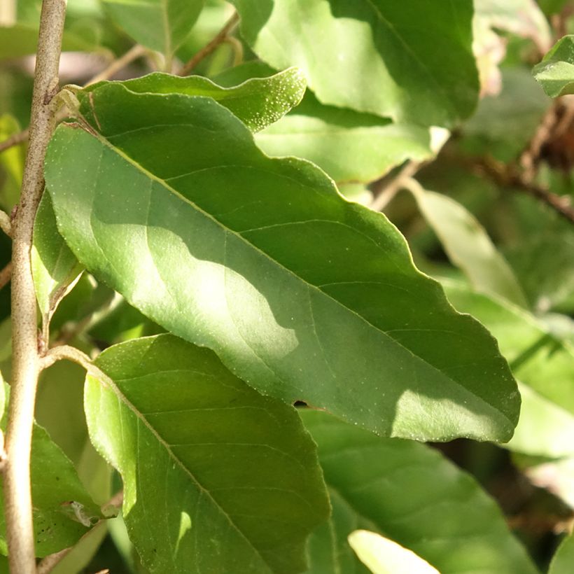 Sarjahopeapensas Fortunella (Lehvistö)