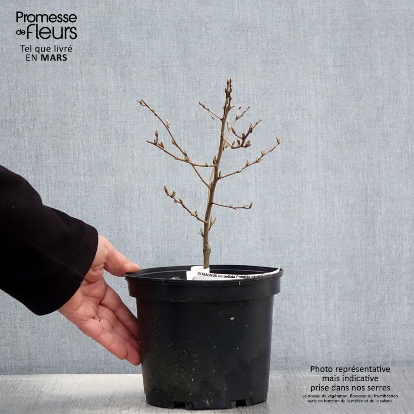 Esimerkki keväällä toimitetusta Sarjahopeapensas Pointilla Sweet'N Pot de 2L/3L-taimesta