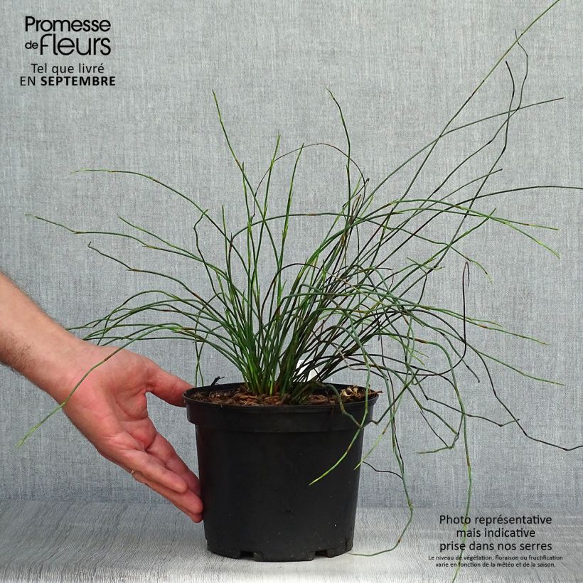 Esimerkki syksyllä toimitetusta Elegia capensis 2 litran/3 litran ruukku-taimesta
