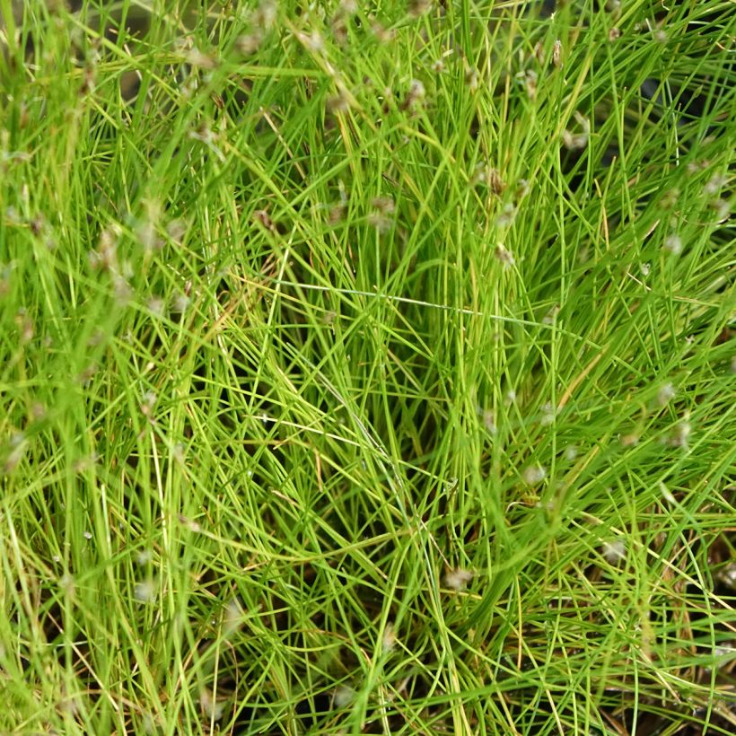 Hapsiluikka - Eleocharis acicularis (Lehvistö)
