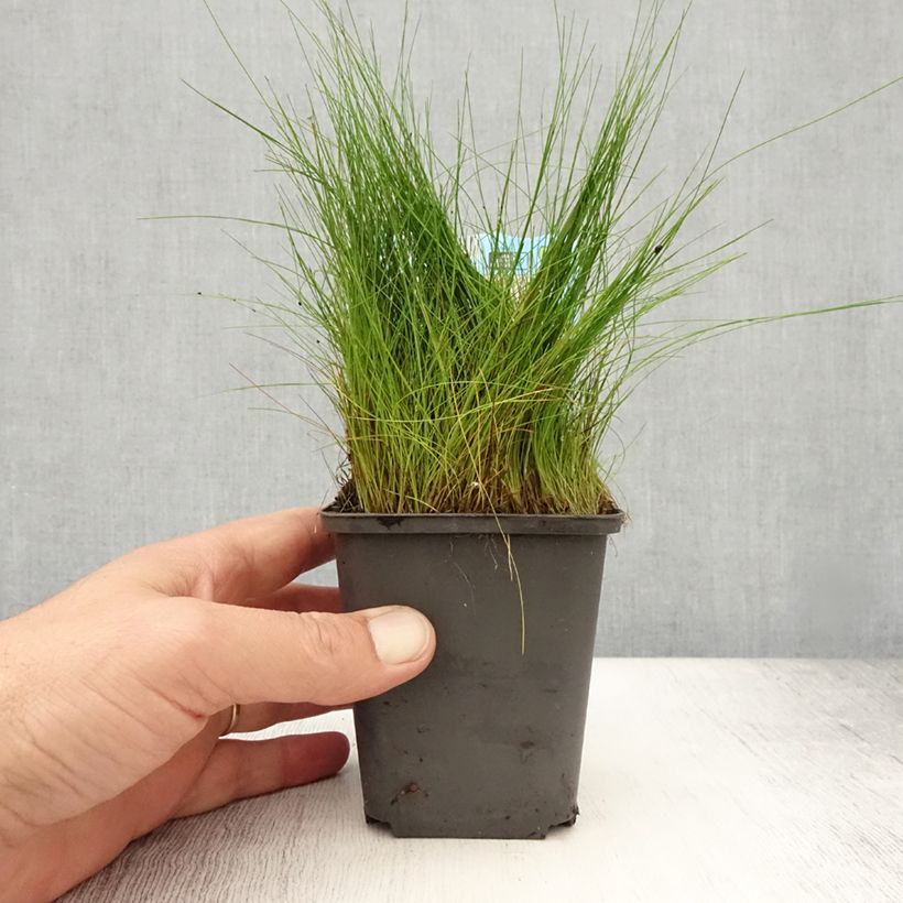 Esimerkki kesällä toimitetusta Hapsiluikka - Eleocharis acicularis 8/9 cm taimiruukku-taimesta