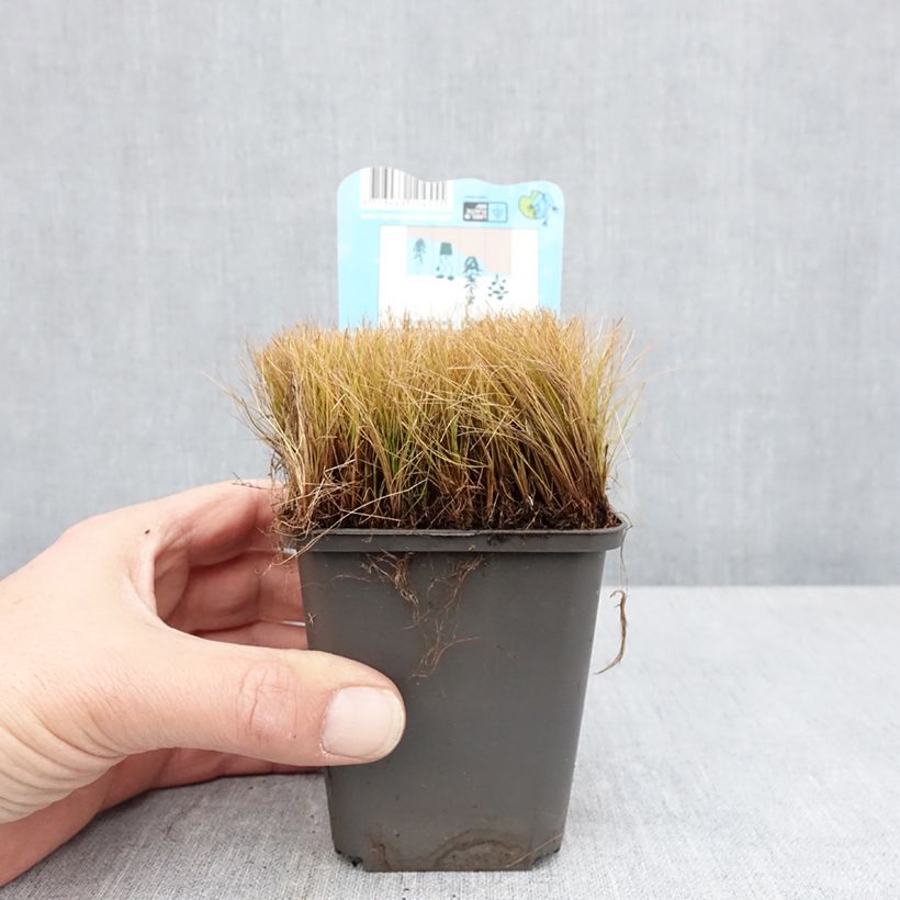 Esimerkki keväällä toimitetusta Hapsiluikka - Eleocharis acicularis 8/9 cm taimiruukku-taimesta