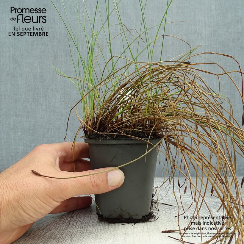 Esimerkki syksyllä toimitetusta Rantaluikka - Eleocharis palustris 8/9 cm taimiruukku-taimesta