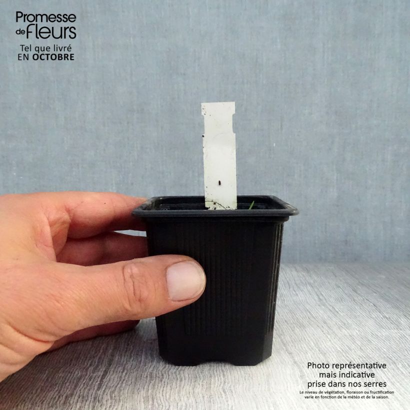 Esimerkki syksyllä toimitetusta Ellisiophyllum pinnatum 8/9 cm taimiruukku-taimesta