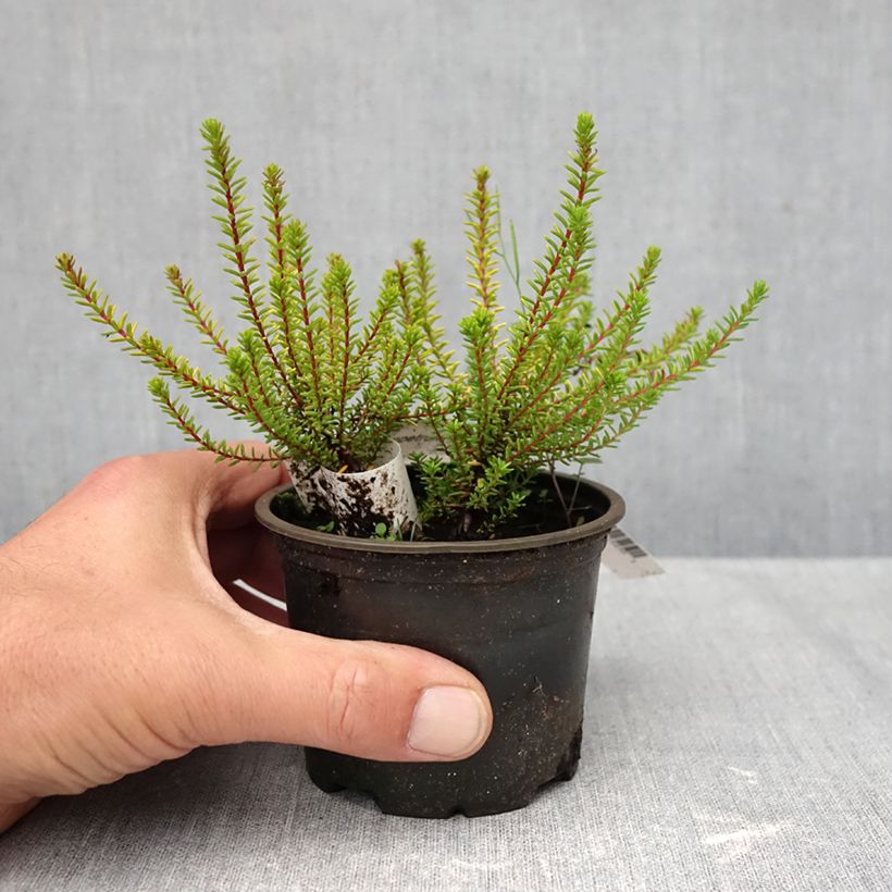 Esimerkki syksyllä toimitetusta Variksenmarja Bernstein 10 cm/11 cm ruukku-taimesta