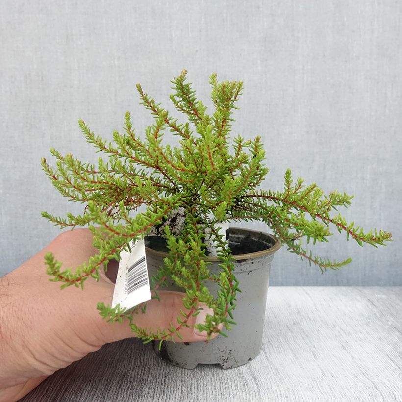 Esimerkki kesällä toimitetusta Variksenmarja Bernstein 10 cm/11 cm ruukku-taimesta