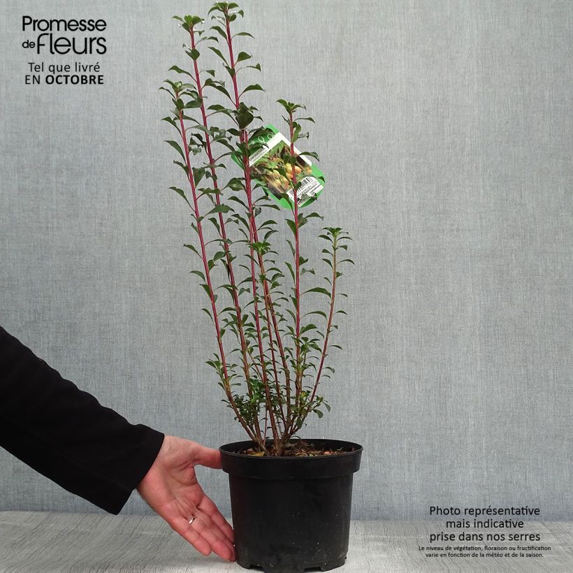 Esimerkki syksyllä toimitetusta Kellopensas - Enkianthus campanulatus 2 litran/3 litran ruukku-taimesta