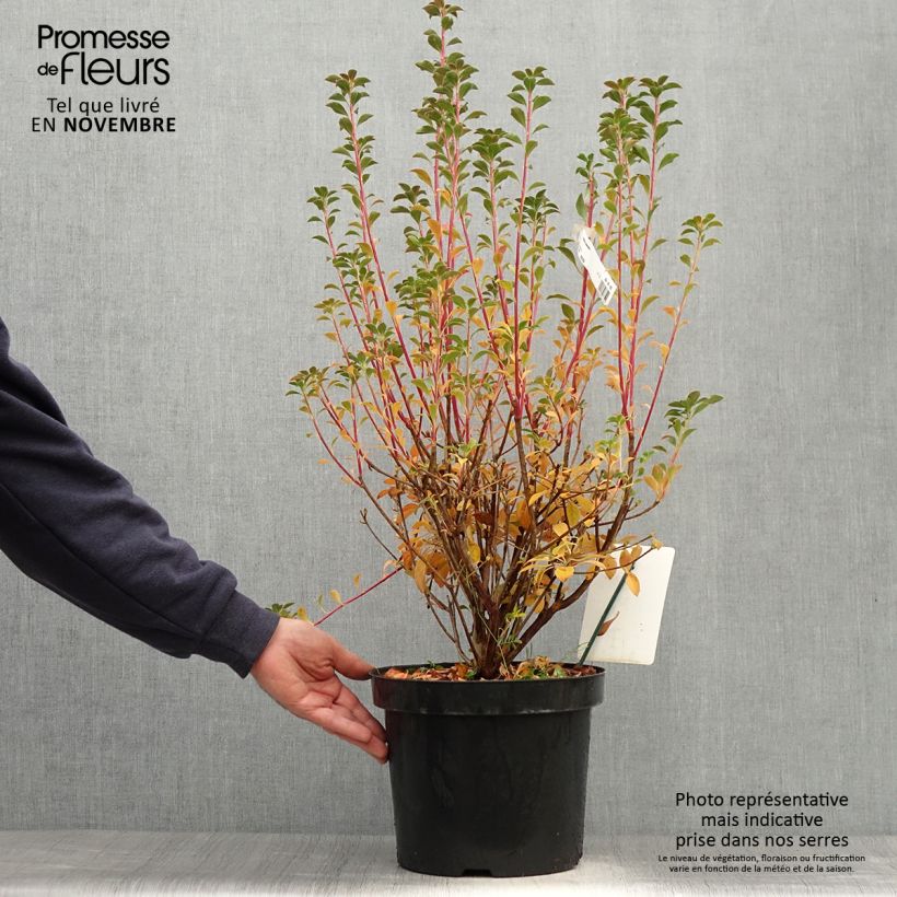 Esimerkki syksyllä toimitetusta Kellopensas - Enkianthus campanulatus 6 litran/7 litran ruukku-taimesta