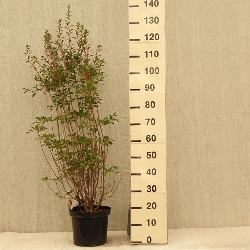 Esimerkki kesällä toimitetusta Kellopensas - Enkianthus campanulatus Pot de 6L/7L-taimesta