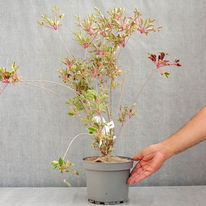 Esimerkki kesällä toimitetusta Kellopensas Prettycoat Pot de 2L/3L-taimesta