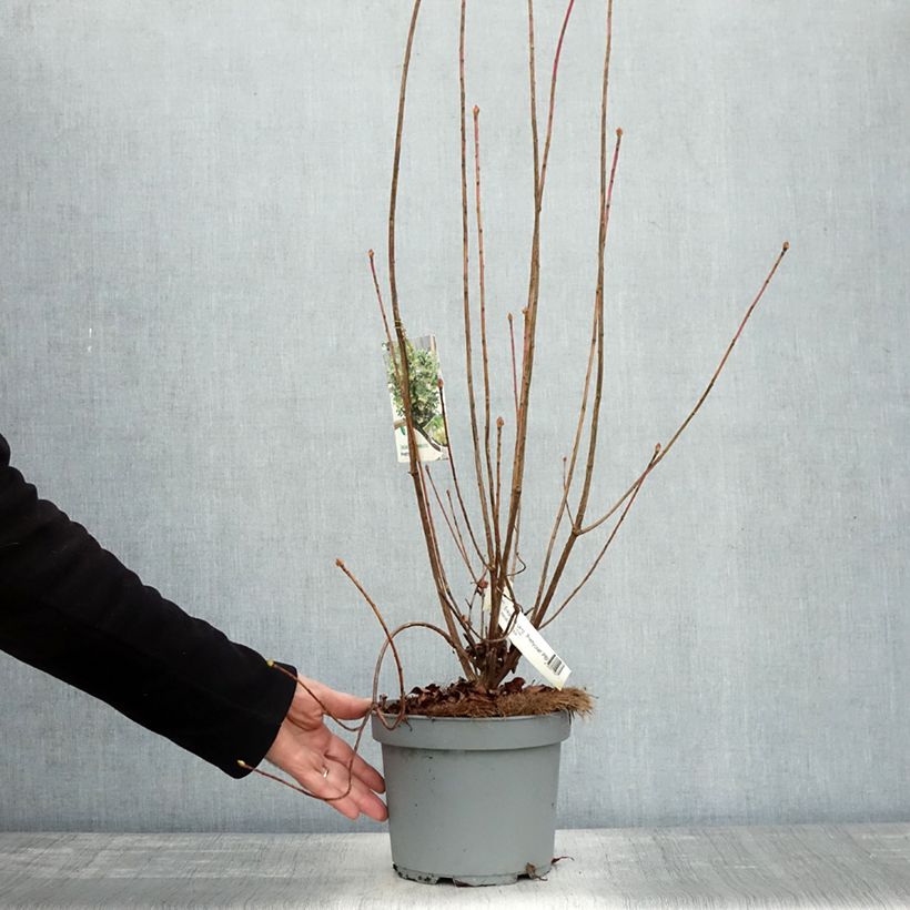 Esimerkki syksyllä toimitetusta Vuorikellopensas Prettycoat 2 litran/3 litran ruukku-taimesta
