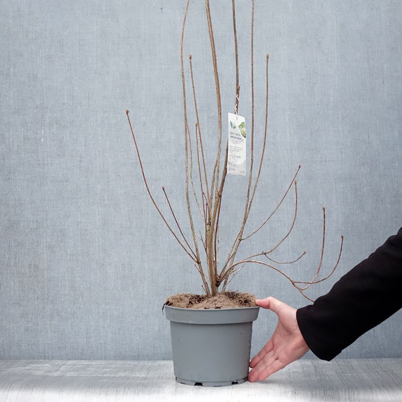 Esimerkki talvella toimitetusta Enkianthus campanulatus Prettycoat - Andromède campanulée  Pot de 2L/3L-taimesta