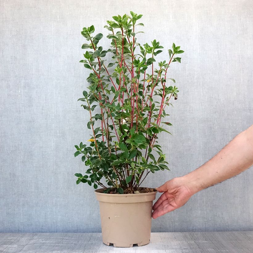 Esimerkki kesällä toimitetusta Kellopensas Red Bells Pot de 2L/3L-taimesta