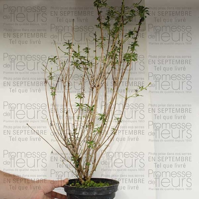 Esimerkki toimitetusta Kellopensas var. palibinii Pot de 4L/5L-taimesta