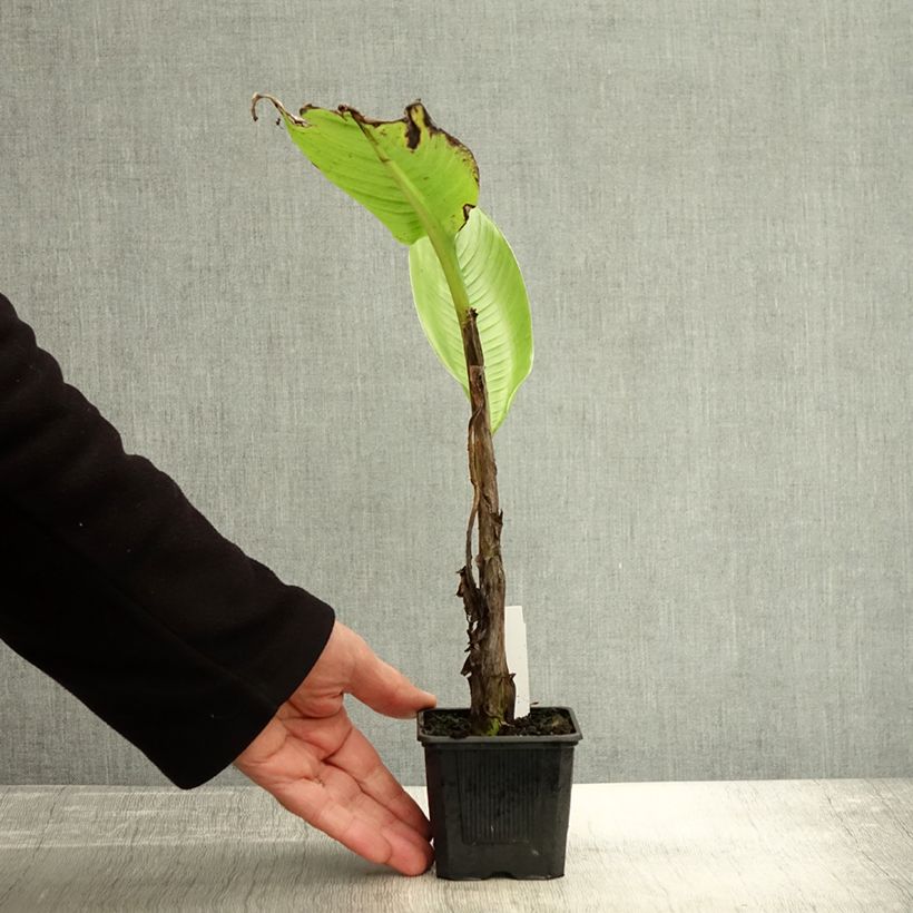 Esimerkki syksyllä toimitetusta Ensete glaucum 8/9 cm taimiruukku-taimesta