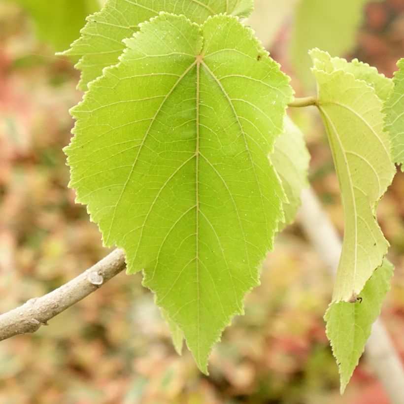 Entelea arborescens (Lehvistö)