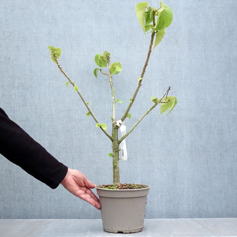 Esimerkki syksyllä toimitetusta Entelea arborescens 4 litran/5 litran ruukku-taimesta
