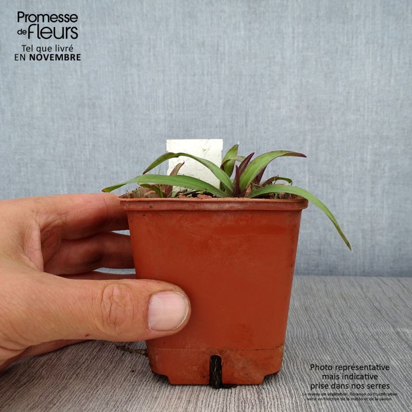 Esimerkki syksyllä toimitetusta Tarhajuoru Angelic Charm 8/9 cm taimiruukku-taimesta