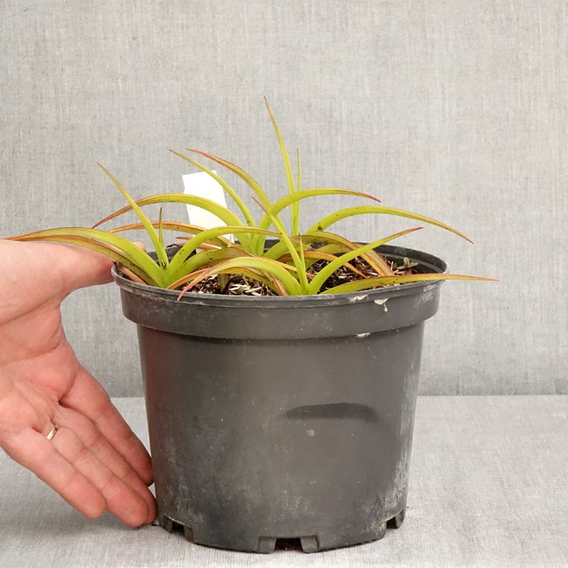 Esimerkki keväällä toimitetusta Tarhajuoru Blue and Gold Ruukku 2L / 3L-taimesta