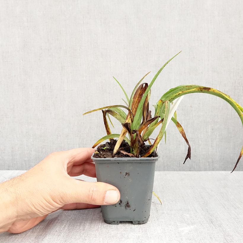 Esimerkki syksyllä toimitetusta Tarhajuoru JC Weguelin 8/9 cm taimiruukku-taimesta