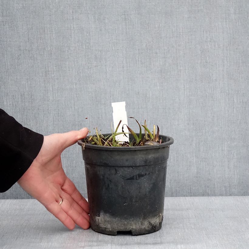 Esimerkki talvella toimitetusta Ephémère de Virginie - Tradescantia andersoniana Ocean Blue Pot de 2L/3L-taimesta
