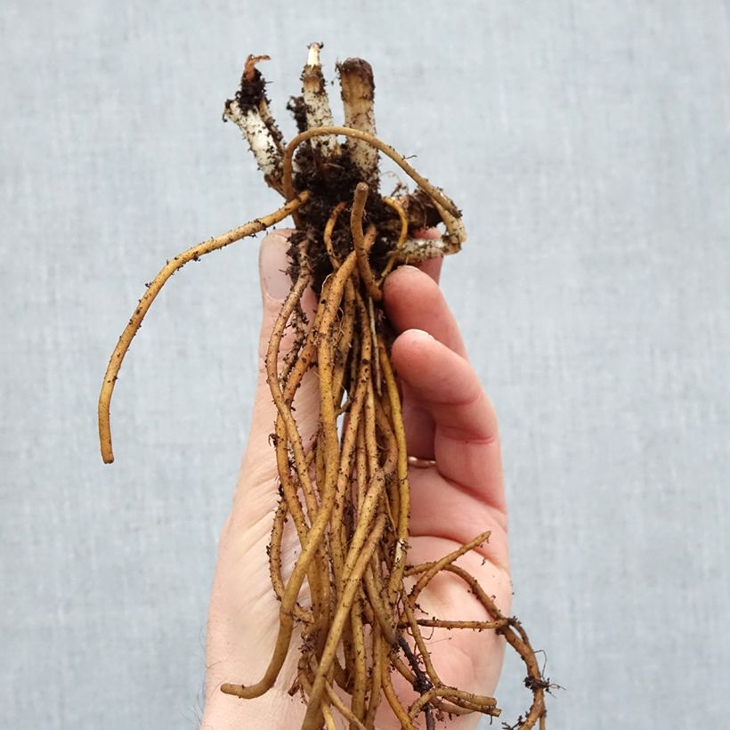 Esimerkki talvella toimitetusta Ephémère de Virginie - Tradescantia andersoniana Ocean Blue Petites Racines nues, Qualité Extra équivalant à un pot de 2L-taimesta