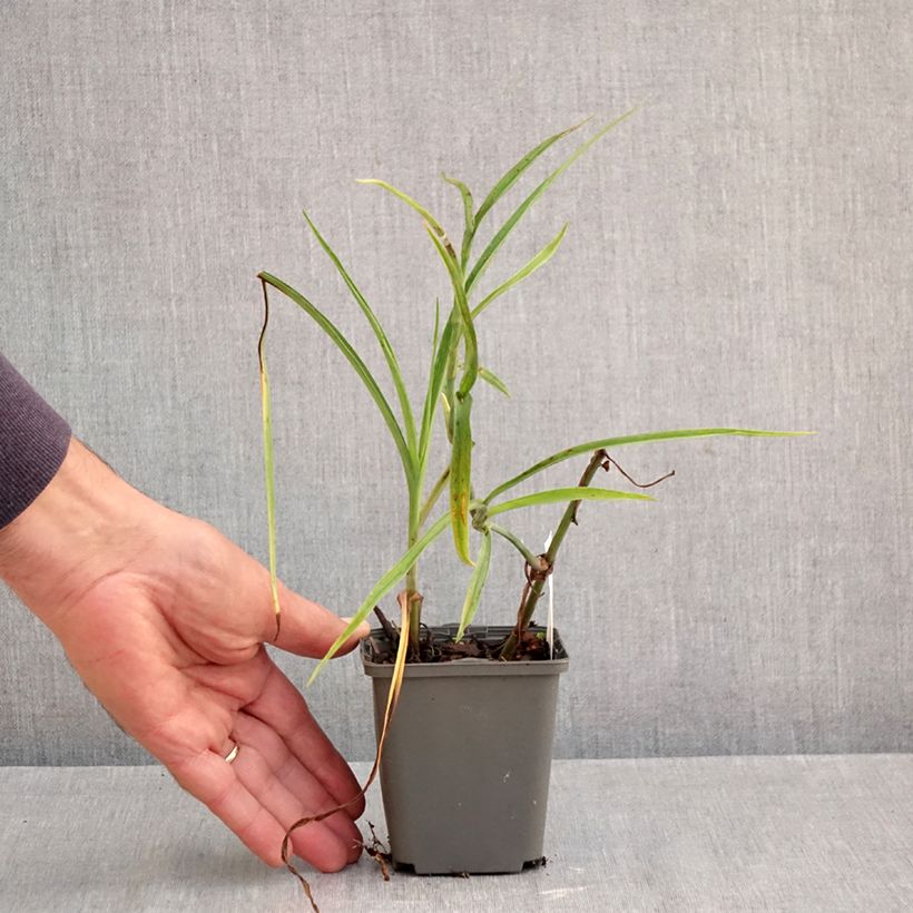 Esimerkki syksyllä toimitetusta Tarhajuoru Perrine's Pink 8/9 cm taimiruukku-taimesta