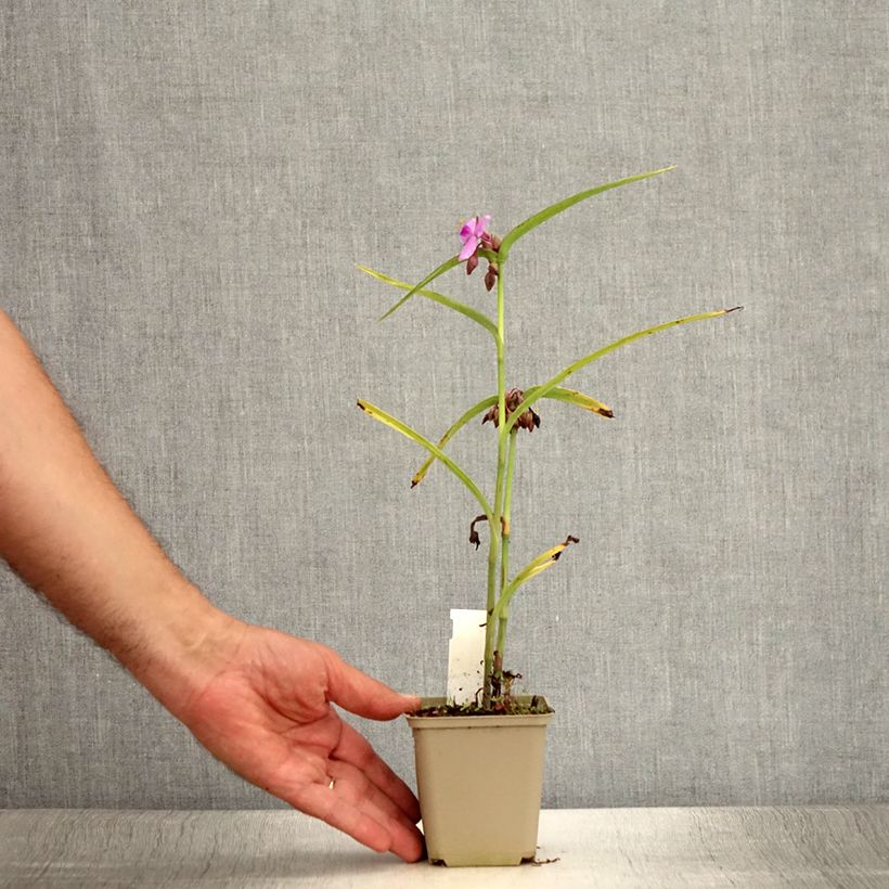 Esimerkki kesällä toimitetusta Tarhajuoru Perrine's Pink Godet de 8/9 cm-taimesta