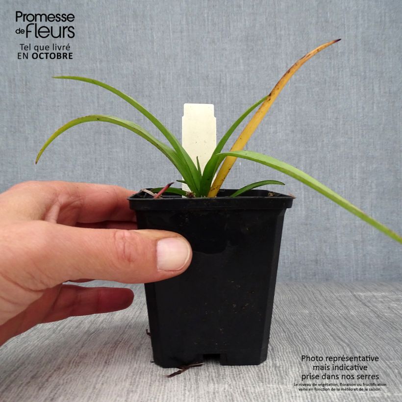 Esimerkki syksyllä toimitetusta Tarhajuoru Zwanenburg Blue 8/9 cm taimiruukku-taimesta