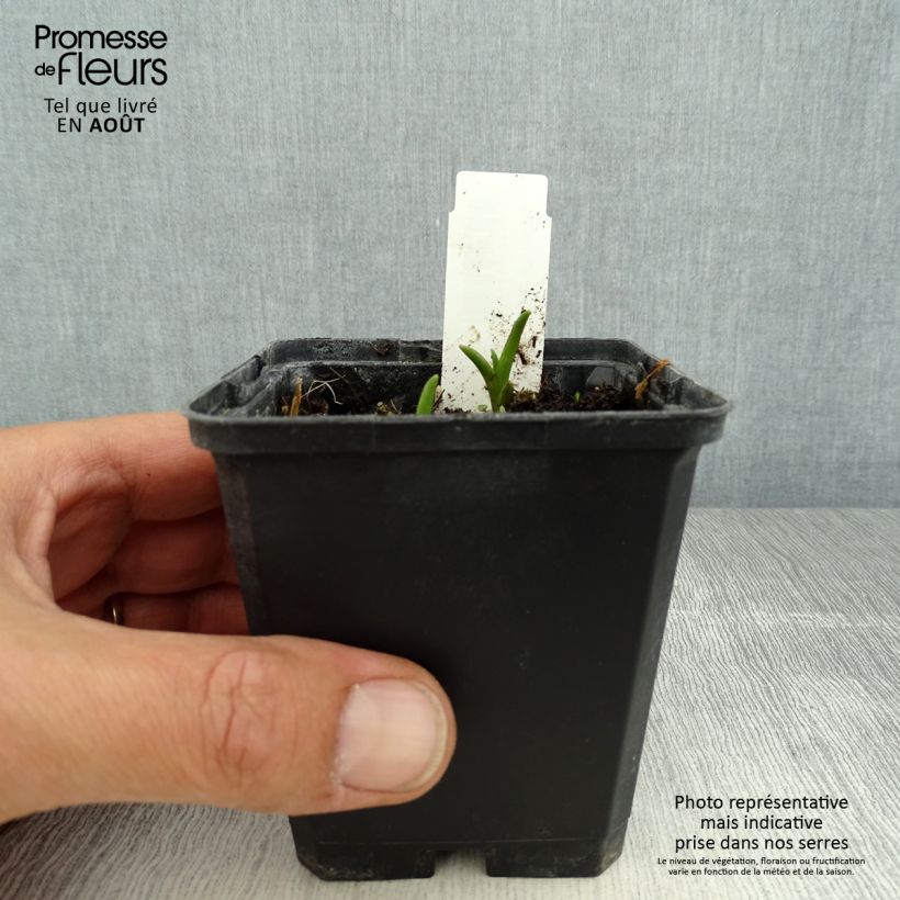 Esimerkki kesällä toimitetusta Tarhajuoru Innocence Godet de 8/9 cm-taimesta