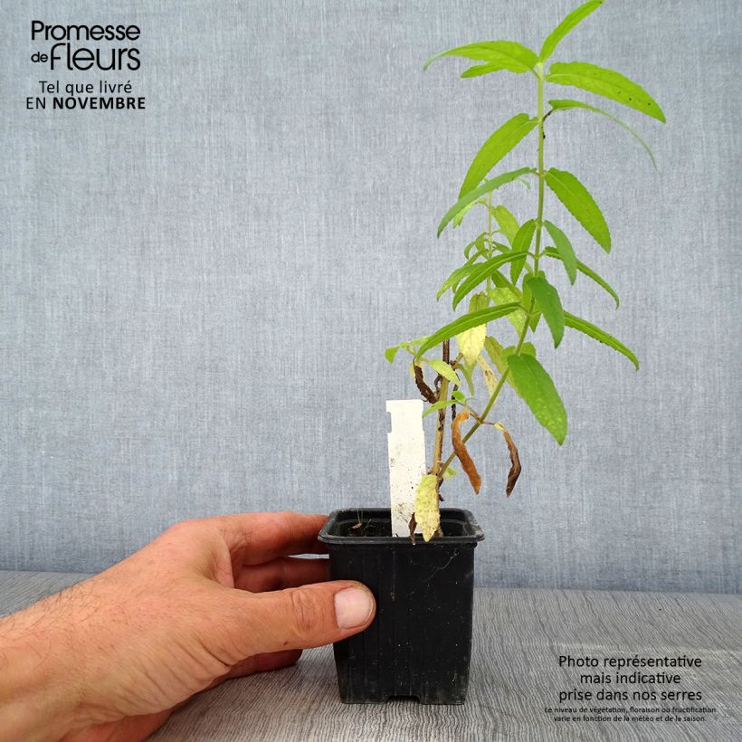 Esimerkki syksyllä toimitetusta Peltopähkämö - Stachys palustris 8/9 cm taimiruukku-taimesta