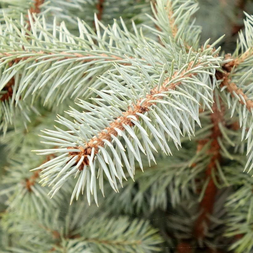 Okakuusi Edith (Lehvistö)