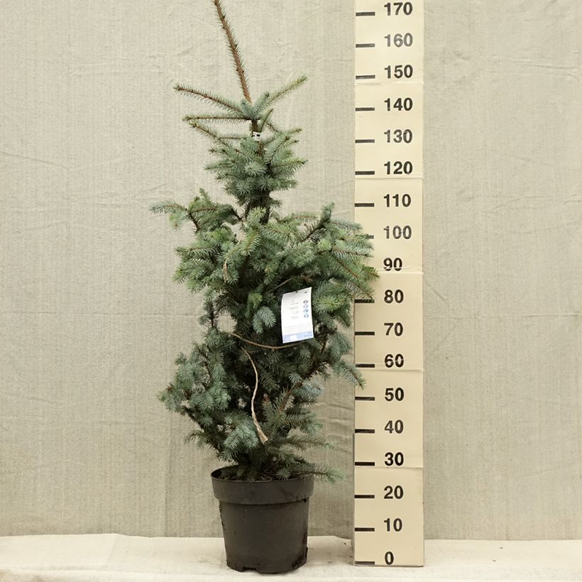 Esimerkki kesällä toimitetusta Epicéa bleu - Picea pungens Edith Pièce-taimesta