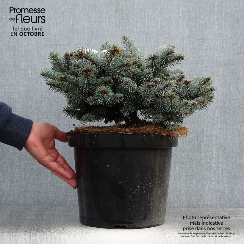 Esimerkki syksyllä toimitetusta Okakuusi Glauca Globosa 4 litran/5 litran ruukku-taimesta