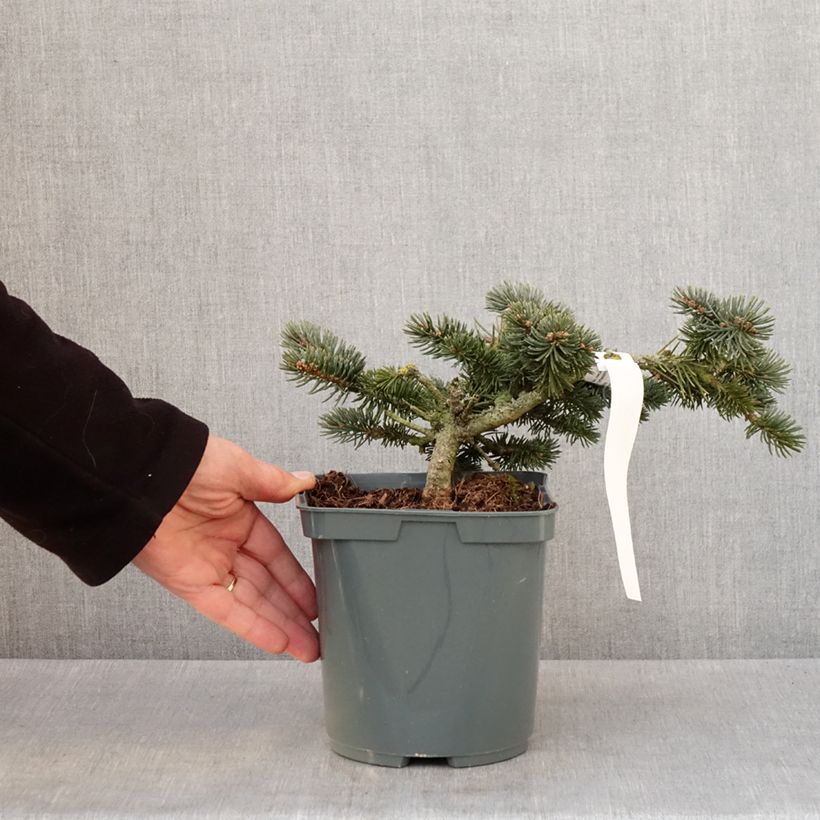 Esimerkki talvella toimitetusta Epicea bleu - Picea pungens Glauca Globosa  Pot de 2L/3L-taimesta